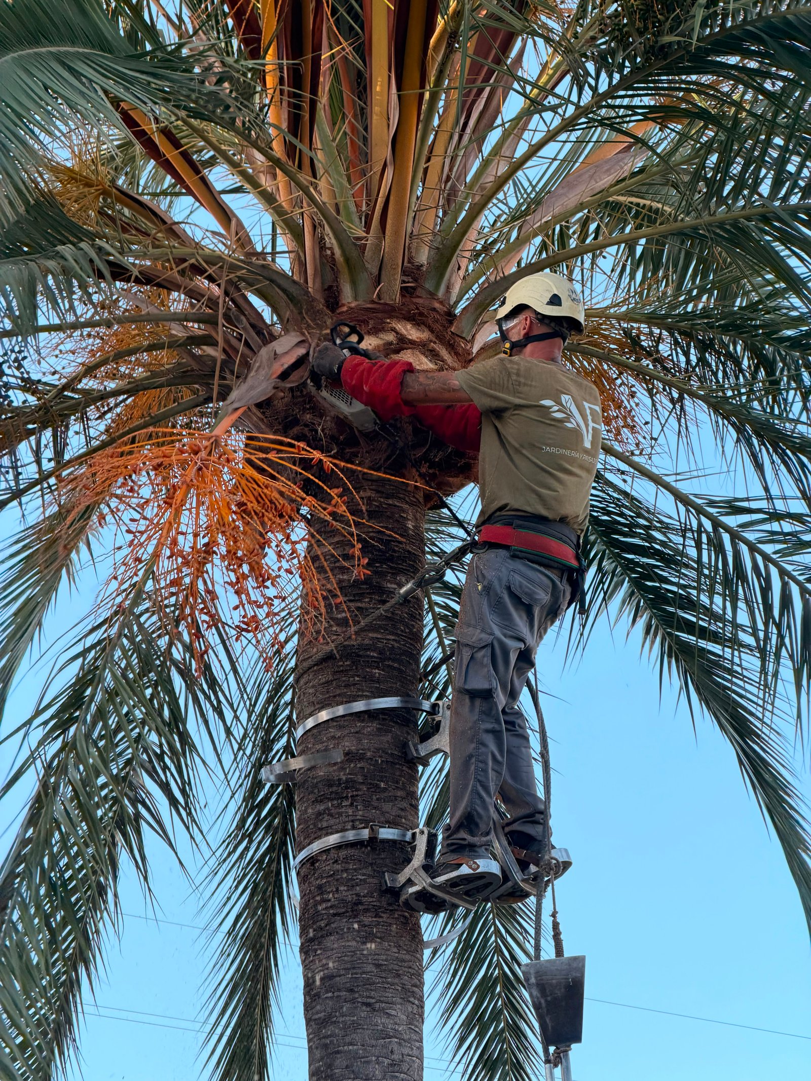 Palm & Tree Pruning